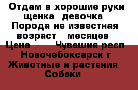 Отдам в хорошие руки щенка (девочка). Порода не известная, возраст 6 месяцев › Цена ­ 1 - Чувашия респ., Новочебоксарск г. Животные и растения » Собаки   
